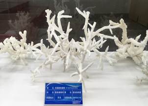 说明:L:\雷竞技raybat竞猜宣传片素材\雷竞技raybat竞猜2016微信公众号推送文件\照片\南海珊瑚礁生物标本馆以及部分科考展品-2.jpg
